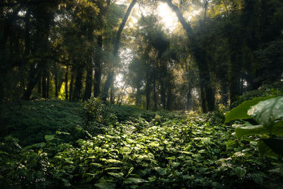 Trees in forest