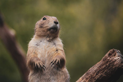 Close-up of an animal looking away