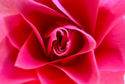 Close-up of pink rose