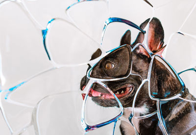Close-up of french bulldog dog behind glass wall