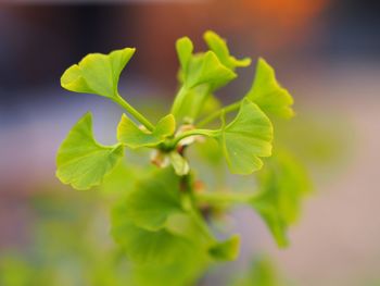 Close-up of leaves