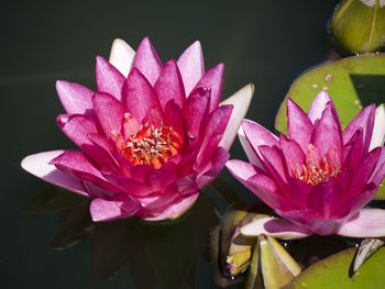 Close-up of lotus water lily in pond