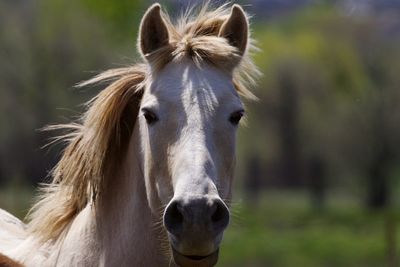 Close-up portrait of a horse