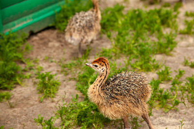 Close-up of bird