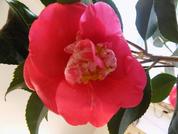 Close-up of flower against blurred background