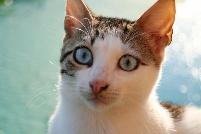 Close-up portrait of cat