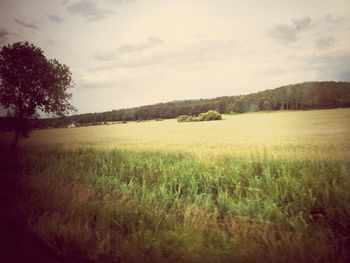 Scenic view of grassy field against sky