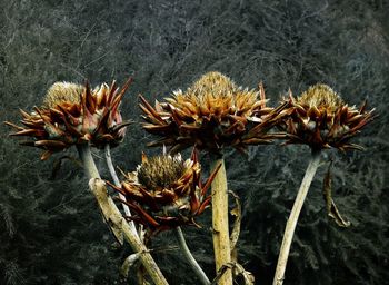 Close-up of wilted plant