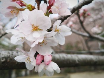 Close-up of cherry blossoms in spring