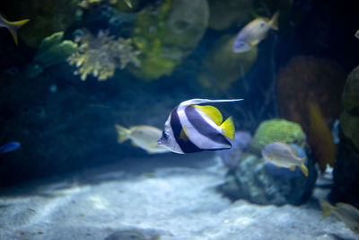 Fish swimming in sea