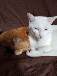 Close-up of white cat resting on bed