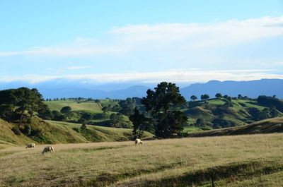 Scenic view of grassy field against cloudy sky