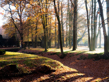 Trees in park during autumn