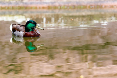 Mallard duck swimming in lake