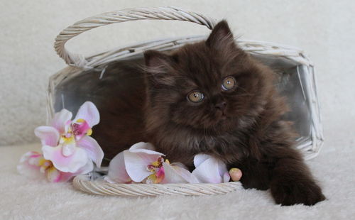 Close-up of kitten in basket on table