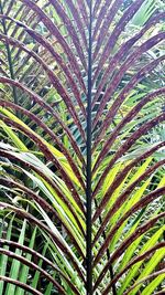 Close-up of palm tree
