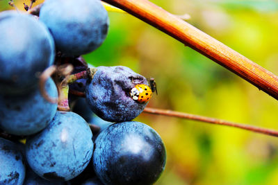 Close-up of fruits