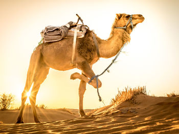 View of a horse on sand