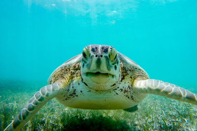 Sea turtle swimming at ocean floor