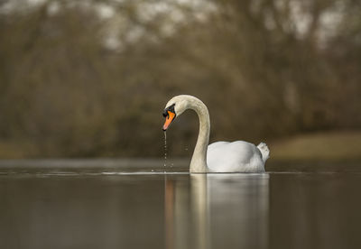 Swan swimming in lake