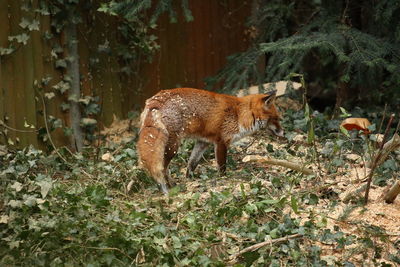 London wildlife, fox