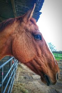 Close-up of horse