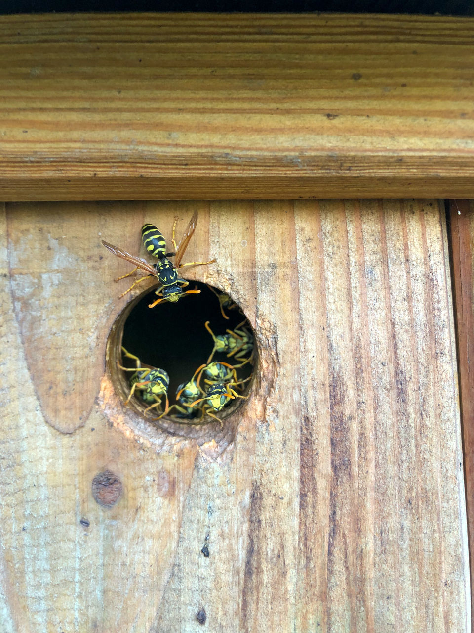 LOW ANGLE VIEW OF BEES