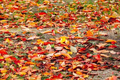 High angle view of autumn leaves on field