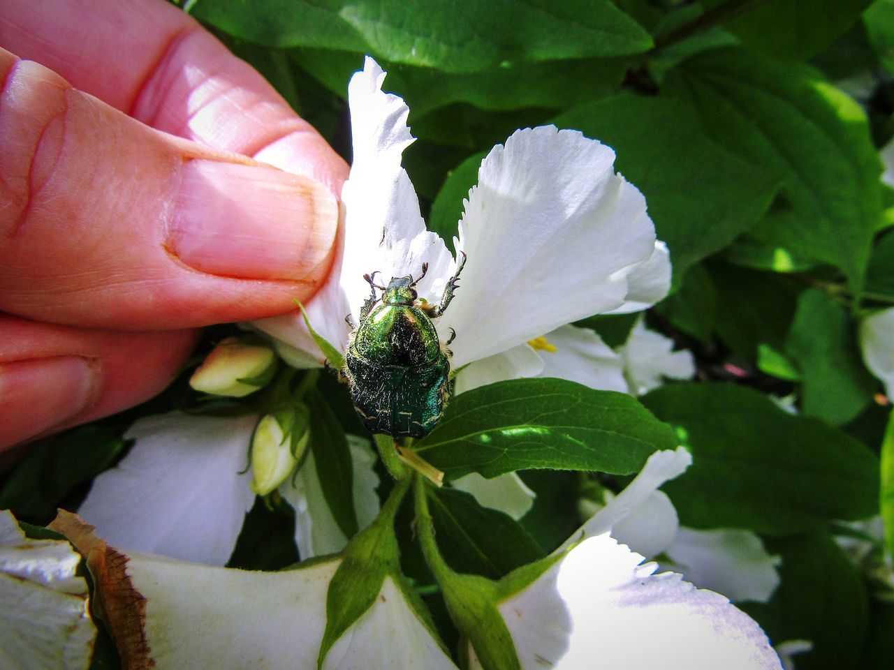 CLOSE-UP OF HAND HOLDING FLOWERING PLANT