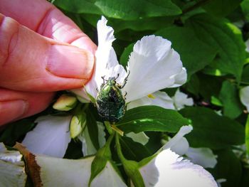 Close-up of hand holding white flowering plant