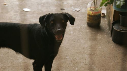 Close-up portrait of dog