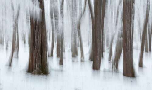 Panoramic shot of frozen trees in forest