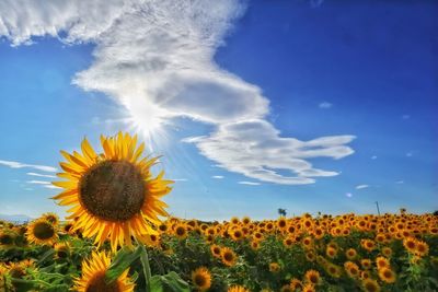 Close-up of yellow flowering plants on field against sky