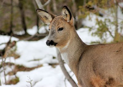 Close-up of deer standing on snow during winter