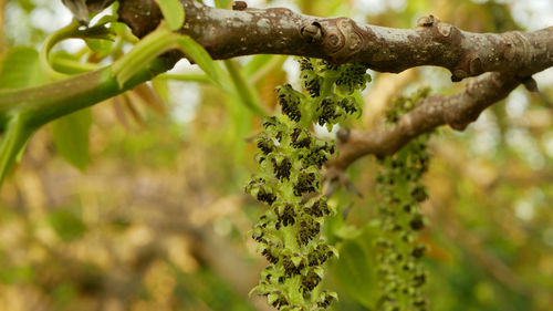 Close-up of twig on branch