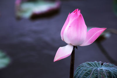 Close-up of pink lotus water lily