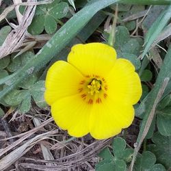 Close-up view of yellow flower