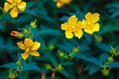 Close-up of yellow flowering plant