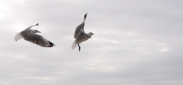 Low angle view of birds flying against sky