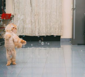 Low section of cat standing on tiled floor