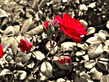 Close-up of red flowering plant