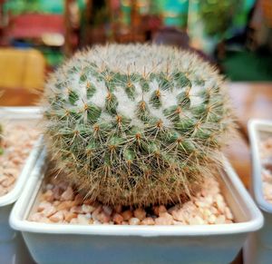 Close-up of succulent plant in pot