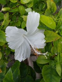 Close-up of white flower blooming outdoors