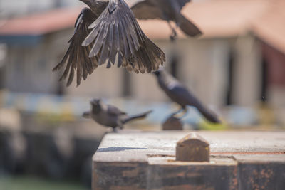 Close-up of pigeons flying