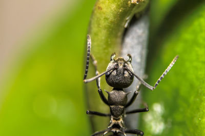 Macro shot of black ant on plant