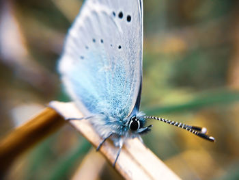 Close-up of butterfly