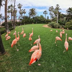 View of birds on grass
