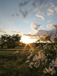 Scenic view of field against sky at sunset