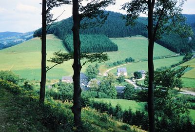 High angle view of trees on landscape against sky