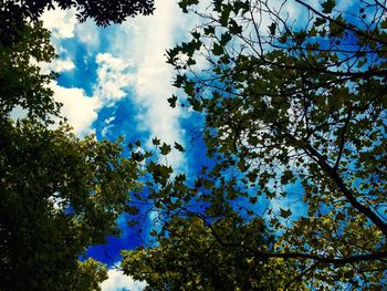 Low angle view of trees against blue sky